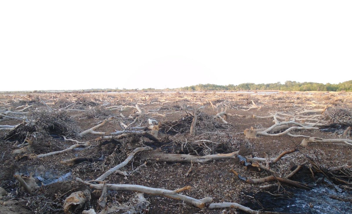 RijaniSunday's tweet photo. Over 800 acres of mangroves have been cleared to pave way for salt harvesting pans in Marereni, Magarini Constituency Kilifi County.! This is a serious environmental degradation issue which needs to be stopped ASAP!! @Environment_Ke @NemaKenya @HonTuya https://t.co/M1rdlDfVRZ