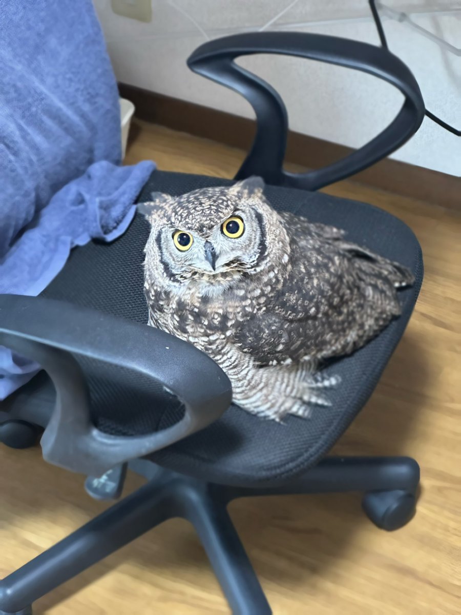 梟の夜 (@fukurou_no_yoru) / Posts / X