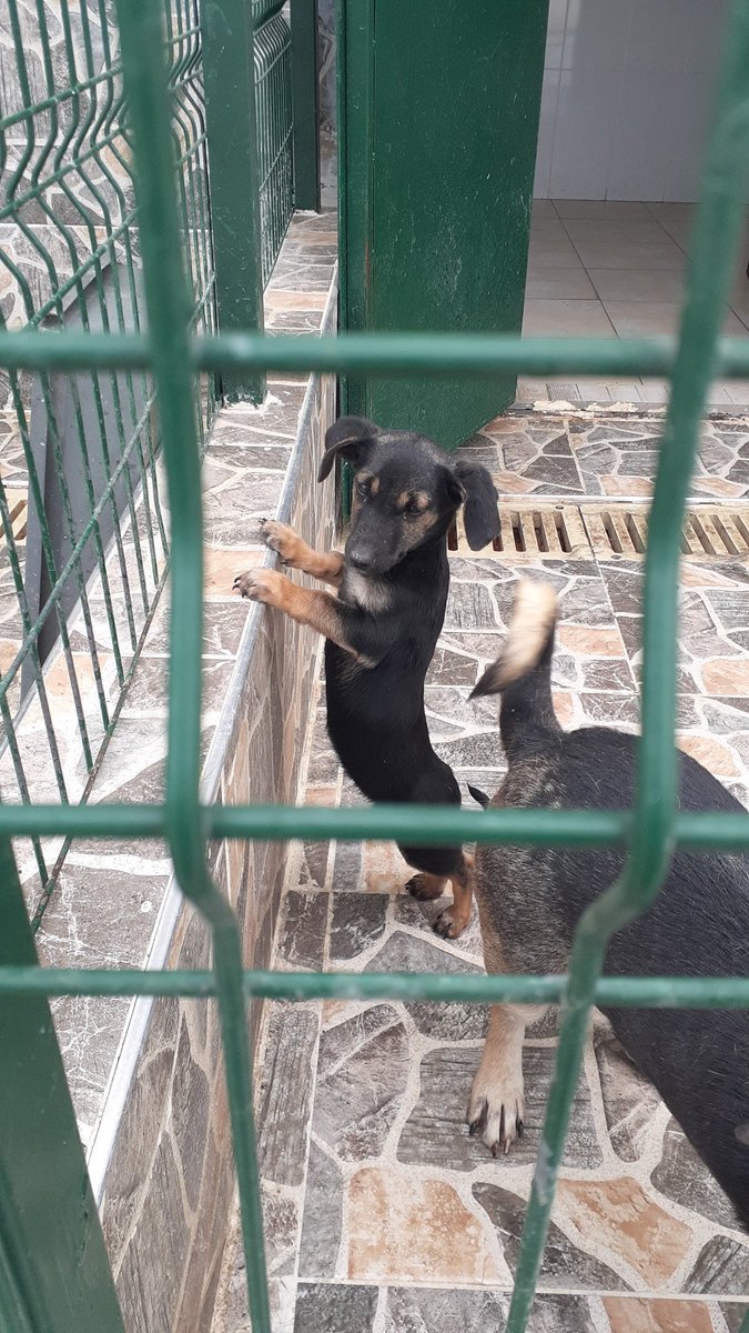 Sosis köpek Kastamonu barınağında çooook güzel bebişler var lütfen onları sahiplenin 😭 iletişim hesabı Twitter @bunebicimisimla
