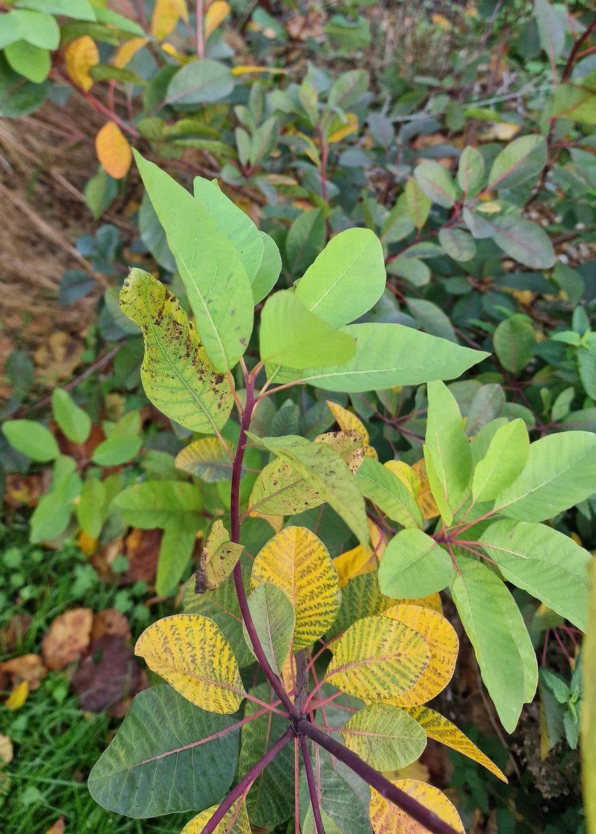 MLaurenceDesign's tweet image. Cotinus coggygria Flame,  love the subtle autumn colours this produces, unlike its brasher cousins. Good adaptive shrub from the Mediterranean region.

#cotinus #cotinusflame #autumncolours #autumnvibes #autumncolours #fallcolors #plantingdesign #gardendesign #Mediterraneanplants
