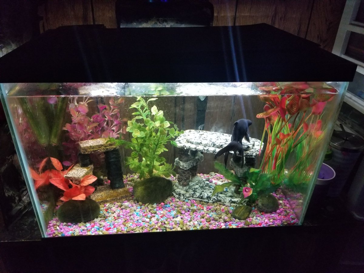 DabzMader's tweet photo. My 3 different fish tanks gold fish are going in middle picture soon and tank at end of roll will be my 25 gallon shrimp tank https://t.co/bsqMBvLOtj