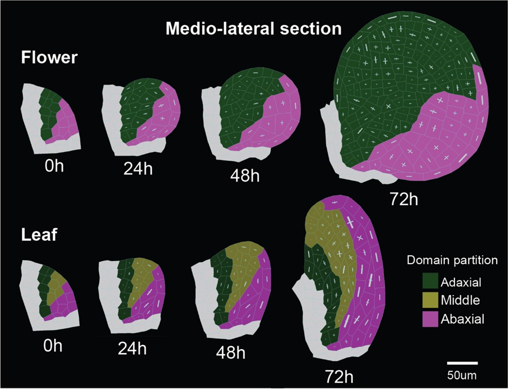 #ResearchCBGP | How do leaf and floral primordia acquire distinct shape?

🇪🇸 - short.upm.es/18pm9
🇬🇧 - short.upm.es/obuvt

#somosUPM