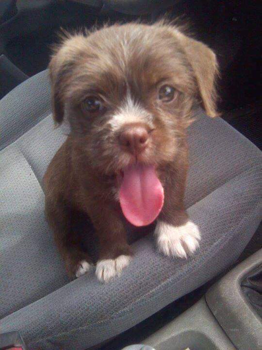 My boyfriend just picked up this little pup from the shelter. Say hello to Gumbo! 🐶