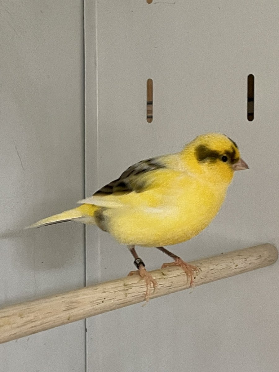 We have some lovely Fife canaries in. Open today til 4.30pm <a href="/Widnes_Market/">Widnes Market</a>