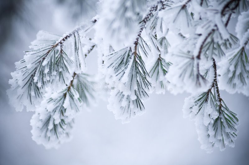 UPDATE 7:27 am - with the inclement weather, bus cancellations, road closures, and deteriorating road conditions - St. St. Michael's School, Pincher Creek will be CLOSED today, November 2, 2022.  

Please be safe should you have to travel today!