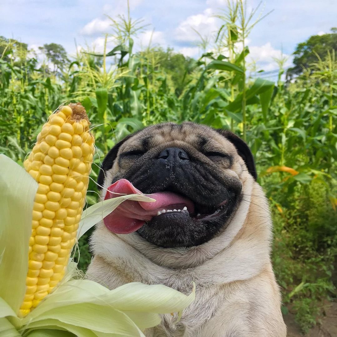 GiveAwayAllow's tweet photo. It's corn time 🌽

#pug #mother #mom #pugs #Puglia #puglife #Puglen #dog #DogsofTwittter https://t.co/rOaeEGYSpt