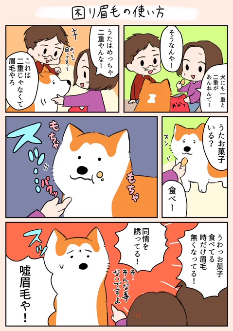 「困り眉毛の使い方」
実は演技が上手いうたなのかもしれません…😊
#漫画がよめるハッシュタグ 
#秋田犬 