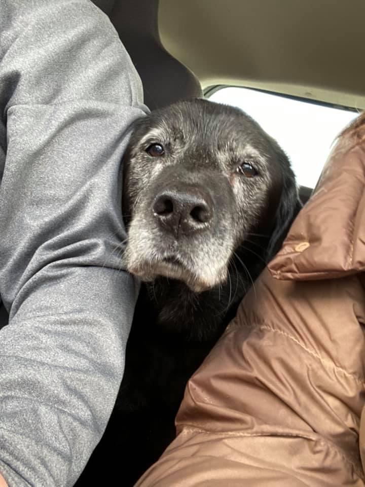 SoulMuttsUK's tweet photo. Ringo, is missing. He was last seen around 1130am on 31 Oct on Duke’s Cut / Greenland Road, Hebden Bridge. He is deaf but can hear sharp claps. He has sight but it’s not great. He gets confused from old age but he is friendly and is food orientated. Please call  07527799905 https://t.co/oUePsW3Ekm