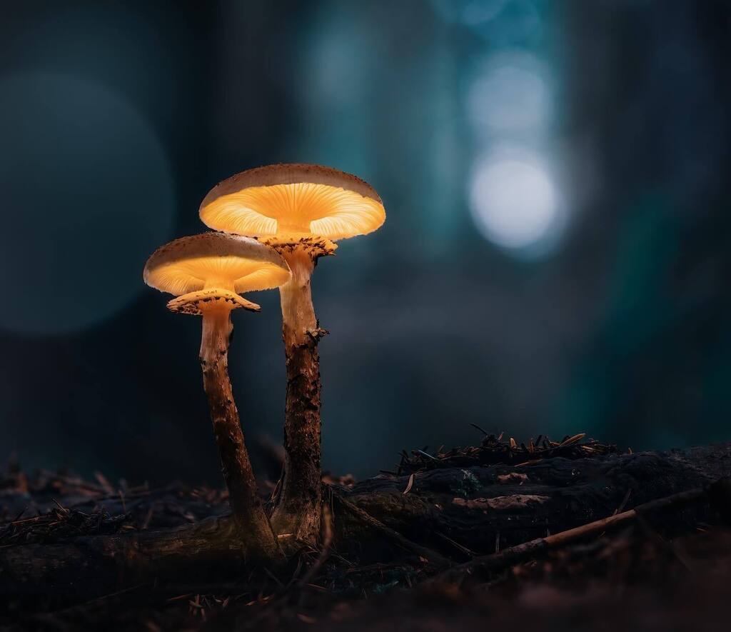 When the fairies leave the lights on. #mushroom #toadstool #fairies #fairy ##fairytale #glowingmushrooms #fungi #woodland #forest #fairies #energycrisis #macro #southwest #macrophotography #autumn #fall #fallcolors #fallcolours #spider #wildlife #british… instagr.am/p/CkdIr-oKqBs/