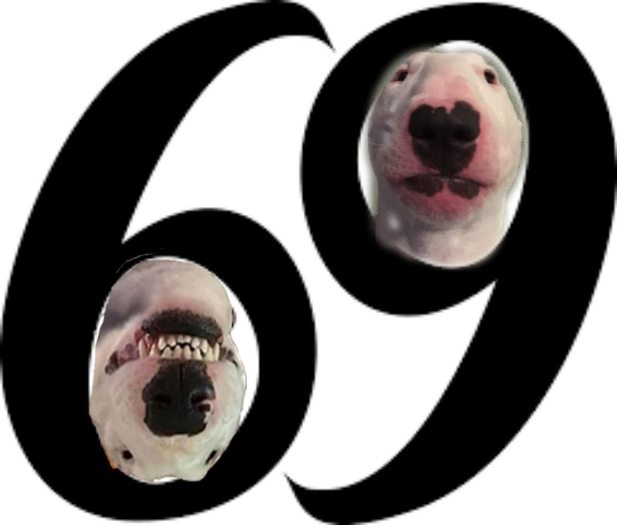 Toros_Rider's tweet photo. @WhaleEverything #69x #WalterInu πΆ https://t.co/cr6ZqiL7Qf