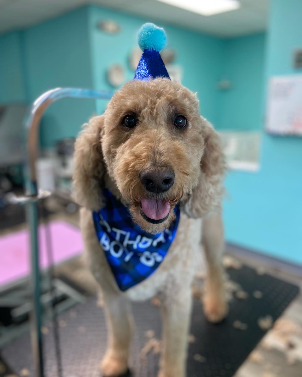 drharvey's tweet photo. π Paws up for all the November bdays & gotcha days πΎ Brody here just turned 10 and his humans know the secret to health & longevity starts with what's in his bowl! #drharveysdogs #caninehealth #feeddogsfreshfood #dogbirthday #seniordogs #seniordog https://t.co/00OpmGKZH4