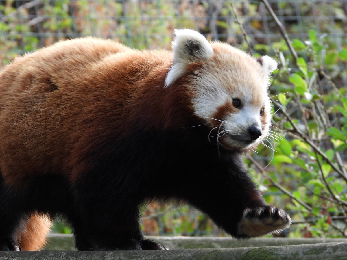 WelshMountainZo's tweet photo. Happy Wednesday from our Red Pandas! πΎ
π Have you all enjoyed our Fright Week here at the Welsh Mountain Zoo? Let us know your comments below! π
#SpookySeason #FrightWeek #SupportingConservation #WelshMountainZoo #NationalZooOfWales #Snowdonia360 #TenTop https://t.co/fq6i6Pugqz