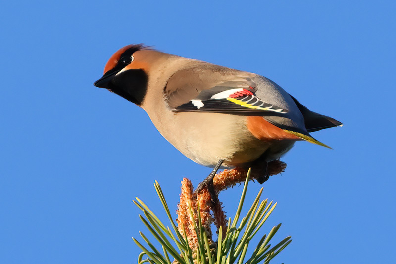 UK set for mass arrival of rare berry-loving birds dlvr.it/Sc5mBm
