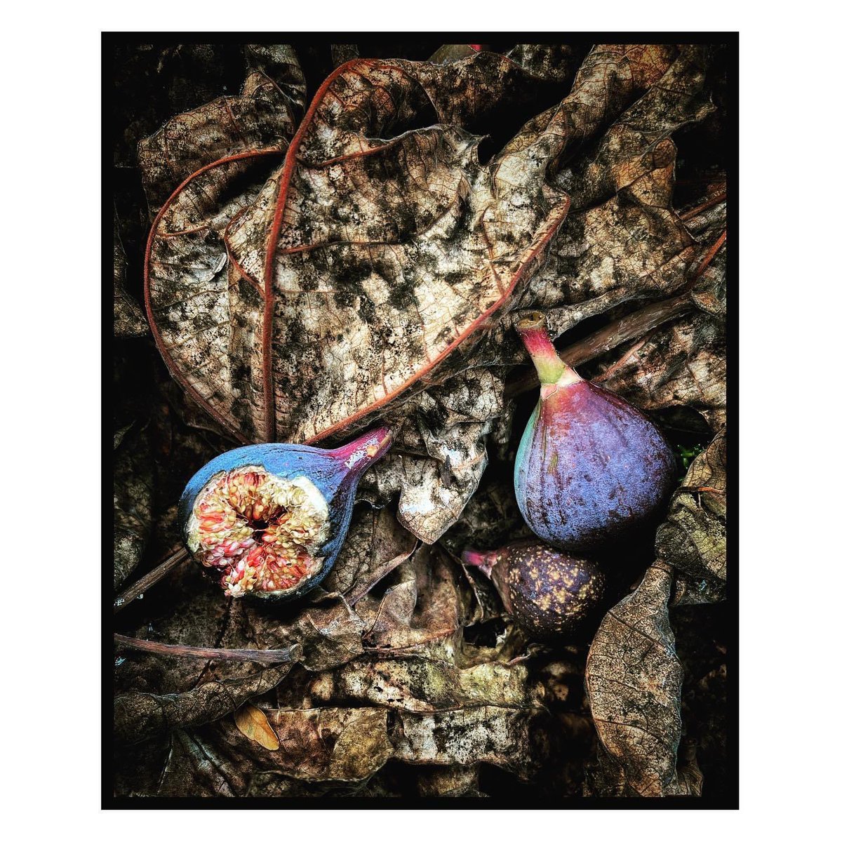 Vigs 
#naturelovers #NFT #ArtistOnTwitter
