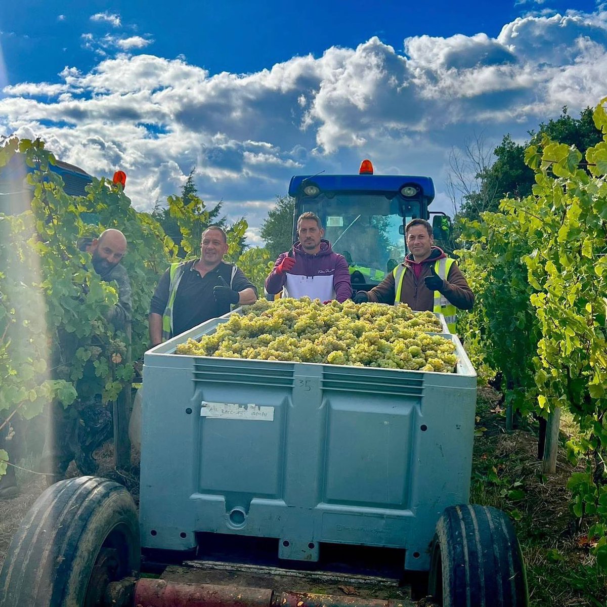 This was the last of our beautiful 2022 Bacchus coming in 😍 #HarvestFlashback

#Harvest2022! 🍇 
#EnglishWine
#Essex
#CrouchValley
#WineSocial
#DrinkLocal
#EastAnglia
#Purleigh 
#EnglishVineyard 
#NewHallWineEstate 
#Vineyard
#Harvest