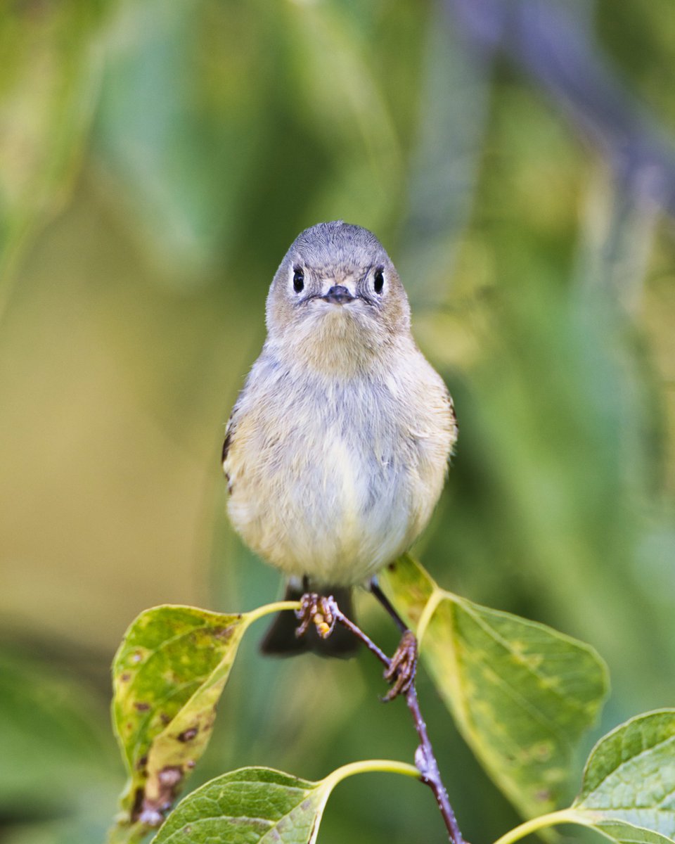 A ruby-crowned kinglet (Corthylio calendula) at Nutter's Battery in Central Park in mid October. #rubycrownedkinglet #kinglet #CorthylioCalendula #birds #birding #birdwatching #nature #wildlife #centralpark #nycparks #nuttersbattery #canonphotography #nycparks