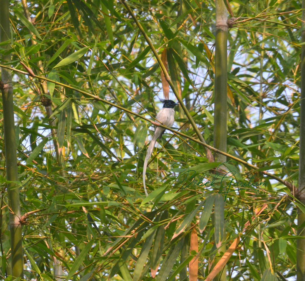 Indian paradise Flycatcher (स्वर्गचरी) captured in Katari, Udayapur ❤️ 
@RONBupdates @VictorPaudel