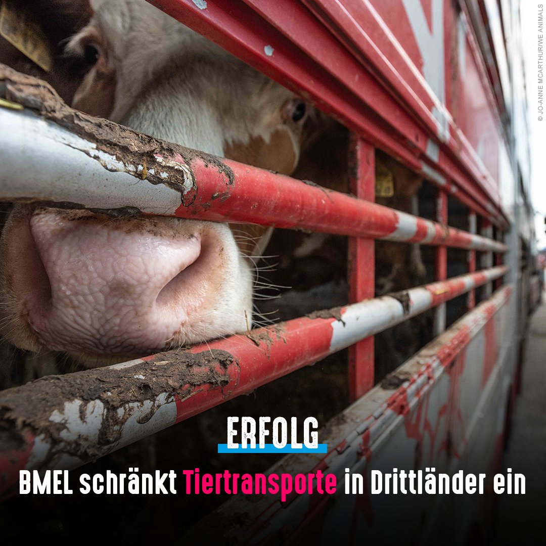 tierschutz_bund's tweet photo. Unsere Forderungen wurden gehört! Das @bmel schränkt die grausamen #Tiertransporte in Länder außerhalb der EU ein. Damit solche Bestimmungen nicht umgangen werden können, setzt sich @cem_oezdemir auch für ein EU-weites Verbot von Langstreckentransporten ein. Bitte dran bleiben!🙏 https://t.co/BueuKZVzxX