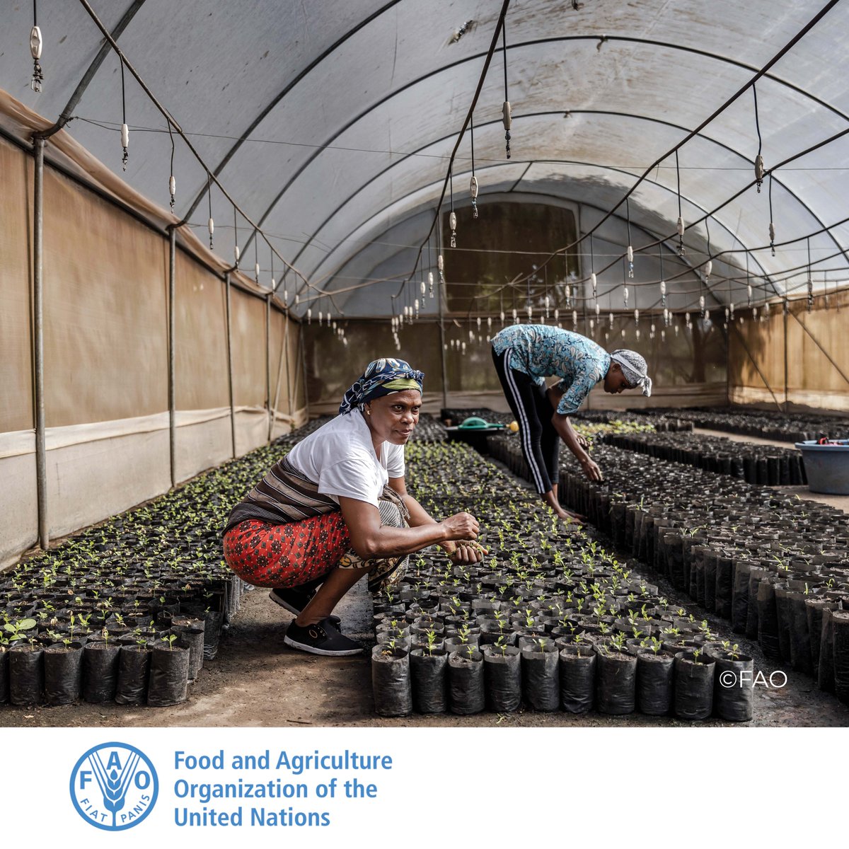 FAOAfrica's tweet photo. Today, the world wastes or loses around a third of the food it produces while almost 690 million people go hungry. To feed the world sustainably, producers need to grow more food while reducing negative environmental impacts such as soil, water, and nutrient loss. https://t.co/4kOQfhCqHO