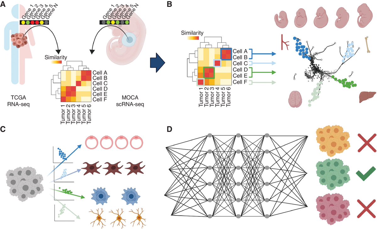 Love this <a href="/CD_AACR/">Cancer Discovery</a> paper by Salil Garg <a href="/Yale/">Yale University</a> which leverages a principle pathologists use in their diagnostic work up for carcinomas of unknown primary but takes it to the next level. 
Developmental Deconvolution for Classification of Cancer Origin
aacrjournals.org/cancerdiscover…