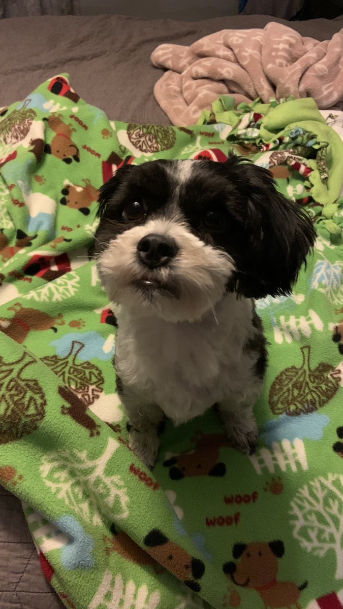 Good Morning friends Pandy here , boy did I get in trouble last night, poppa caught me getting 💩 of of kitties litter pan, now I’m banned from kisses, and was forced to have a breath treat. I just though they were tootsie rolls for dogs 😵‍💫😳<a href="/Beverly04092939/">Beverly Edwards 🐕🤶</a>