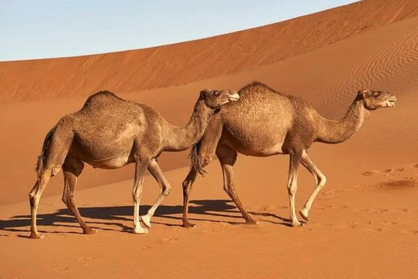 explainersgroup's tweet image. Nuestro proyecto CAMEL MILK se ha ido de gira al festival de los camélidos en Essone (Francia) @CamelMilklnt
#camello #museografia #festival