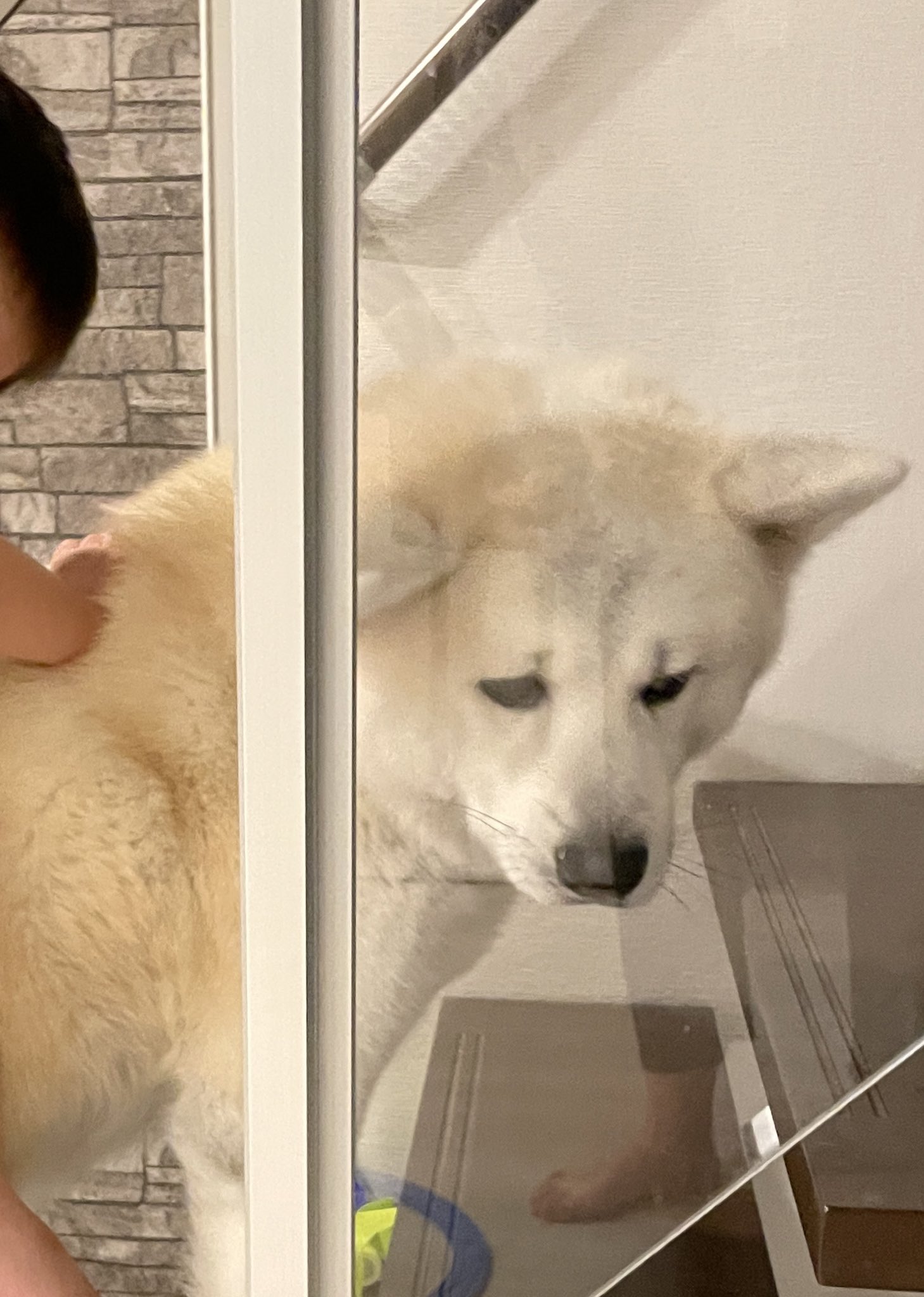 凛太郎 もふもふ秋田犬 Al Twitter こちらお風呂前の全裸のおとーちゃんと弟に跨られてる凛太郎の顔です うん 気持ちはわかるよ T Co Mpthsbpnu9 Twitter
