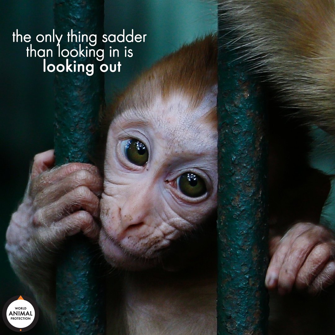 Put yourself in their place. 🐒 💔 #EndWildlifeTrade