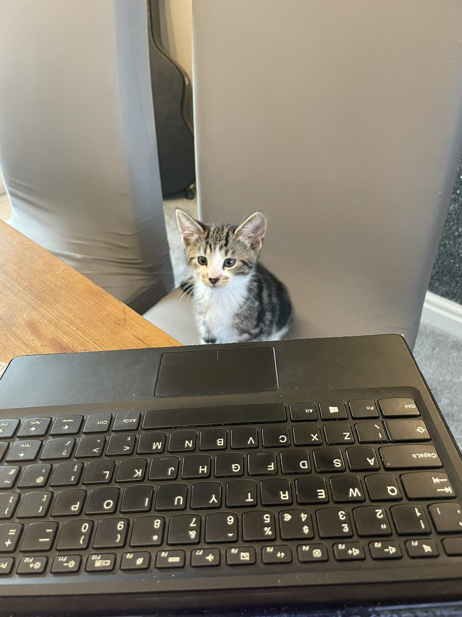 Dr Robyn Bullingham tweet media