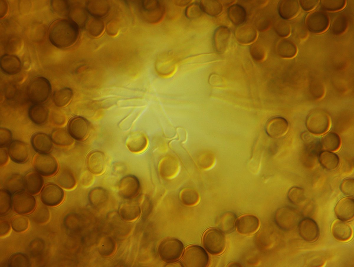 トメバリキンことPhleogena属の一種。サビキン亜門だが虫ピン状のきのこを作る #珍菌 。担子器には横の隔壁があり、いかにもサビキンらしい風情。生憎古い子実体で、写真のようなひしゃげたものしか見えなかった。新鮮ならリンク先のように見えるはず。菌糸はクランプをもつ。
mycobank.org/page/Simple%20…