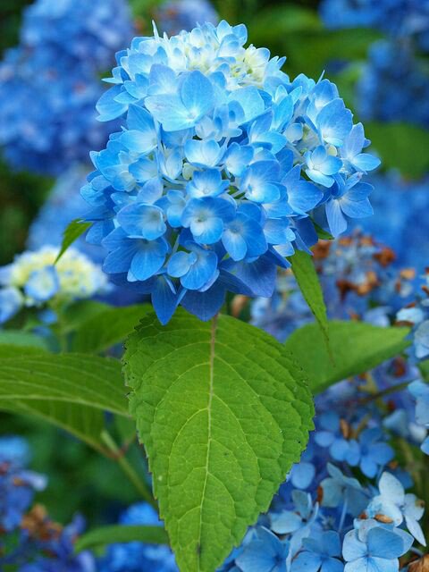 ruben_corella's tweet photo. #blue #azul #bluepower #bluemood #azules #floresazules #blueflowers #fleurs #azurro #azulcielo #flowerpic #flowerphotography #flowerlover #bluelover #bluefan #fantasy #beauty #ClimateAction #ClimateEmergency #sosearth #ecologia #wildearth #nature https://t.co/aPxBJIrKLq