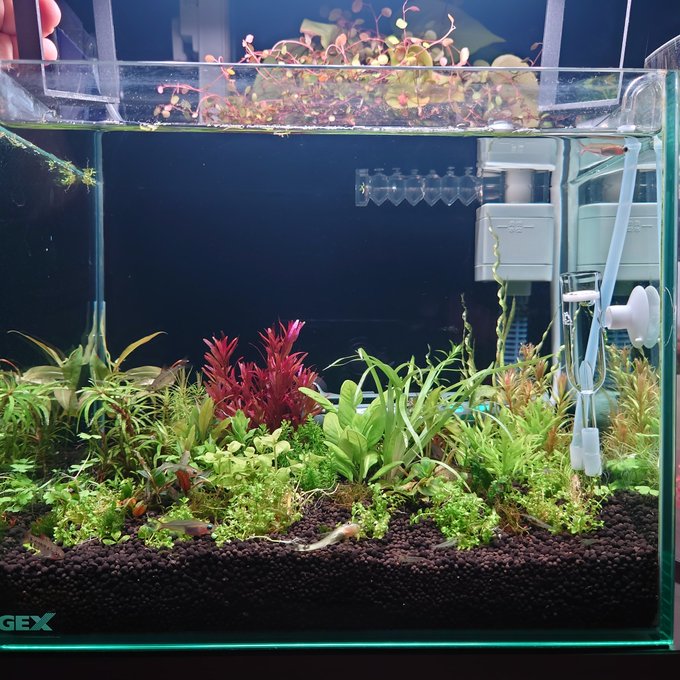 水草用ソイルの特徴 ーソイルの効果 メリット デメリット 寿命を徹底解説 ー Ordinary Aquarium