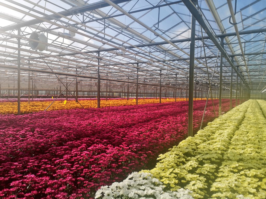 Het zijn nog zomerse omstandigheden in de kas, toch kleuren de herfst tinten mooi! <a href="/Kiepflower/">Kiepflower</a> <a href="/Dekker_Chrysant/">Dekker Chrysanten BV</a> <a href="/RVZ_Chrysanten/">Royal Van Zanten</a>