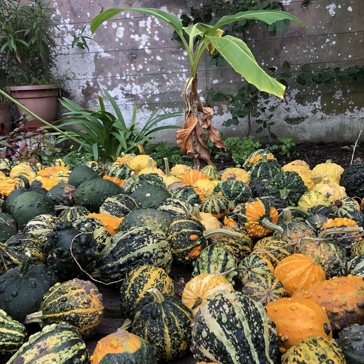 Remember, remember our Autumn farmers market this Sat 5th Nov 9-1.30 pm.  Lots of fresh produce, artisan crafts and live music from Work Shy Fops.  Autumn gardens open &amp; courtyard kitchen for breakfast &amp; brunch.