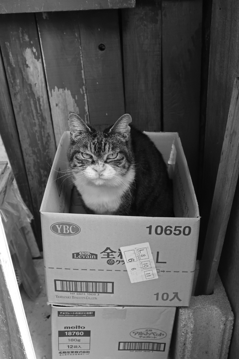 『おやすみ、段ボールなニラミ猫さん』。

おやすみやさい。