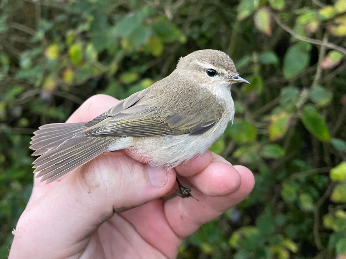 devilbirder's tweet image. A lovely Siberian Chiffchaff first heard calling then ending up in the nets was this morning's highlight at Cissbury Ring