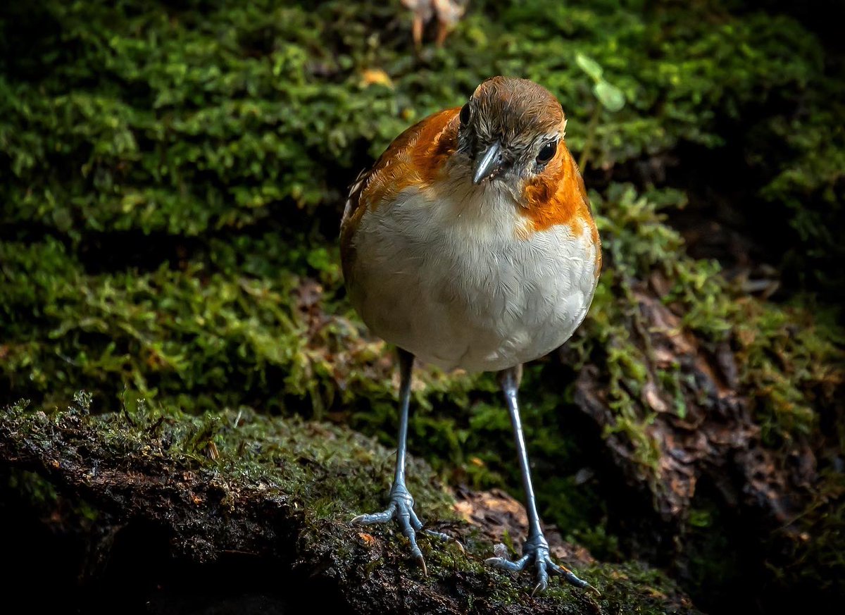 hhup20000's tweet photo. Grallaria hypoleuca un hermoso tororoi en la reserva @ElEncantoNature Palestina Huila. #birds #birdwatching #BirdsUp #Encanto #Colombia #aves #birdingday #birdphotography #photography #canon #r6canon #huila #reservanatural #confirmed #AvesDeColombia #birdsarentreal https://t.co/vrTwMy1e84