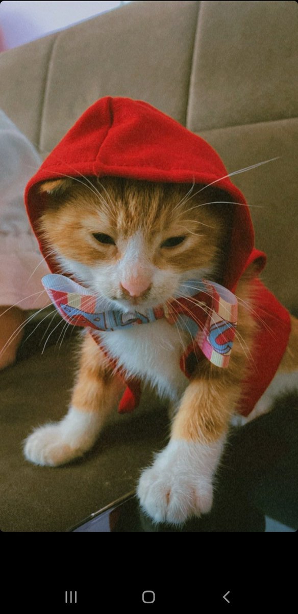 iliiez's tweet photo. Kırmızı başlıklı kedy ❤🐱 https://t.co/jzSfBK9gO5