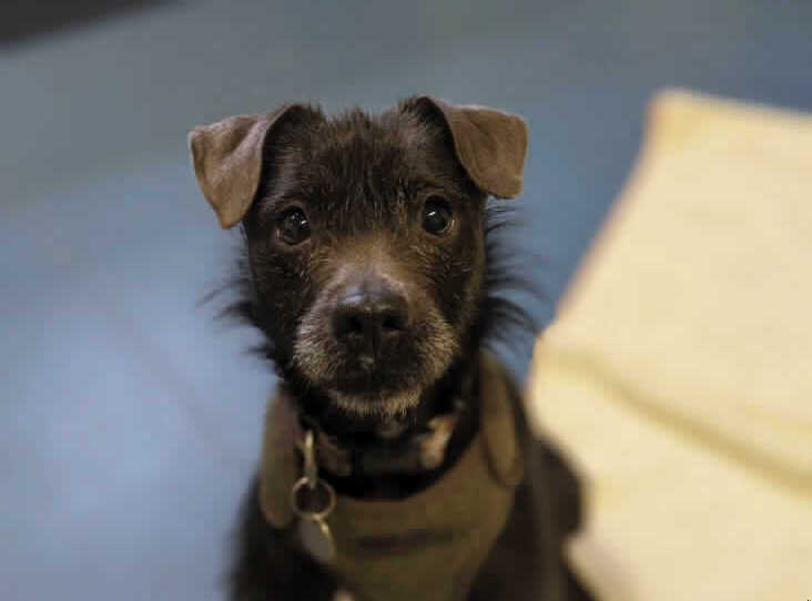 Please retweet to help Lola find a home #CONWY #WALES 
Sweet Patterdale Terrier aged 8, looking for an adult home as the only pet. 

DETAILS or APPLY👇
rspca.org.uk/findapet/detai……

#dogs #pets  #AdoptDontShop #Patterdale