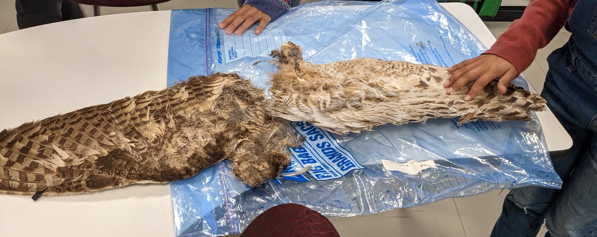 Birding With Barba tweet media