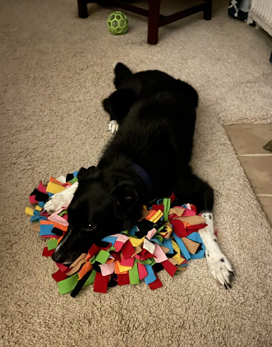 Layla_Border's tweet image. When there's nothing left to snuffle.
#DogsofTwittter #snufflemat