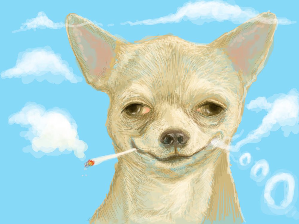 What makes the "Feels good creeps" outperform more rare pieces in the wrapped <a href="/dadacreeps/">RareDADA</a> on Opensea? Is it the weed or the breed? 
<a href="/PowerDada/">DADA</a> <a href="/Moxarra/">Moxarra Gonzalez</a>
 opensea.io/collection/wra…