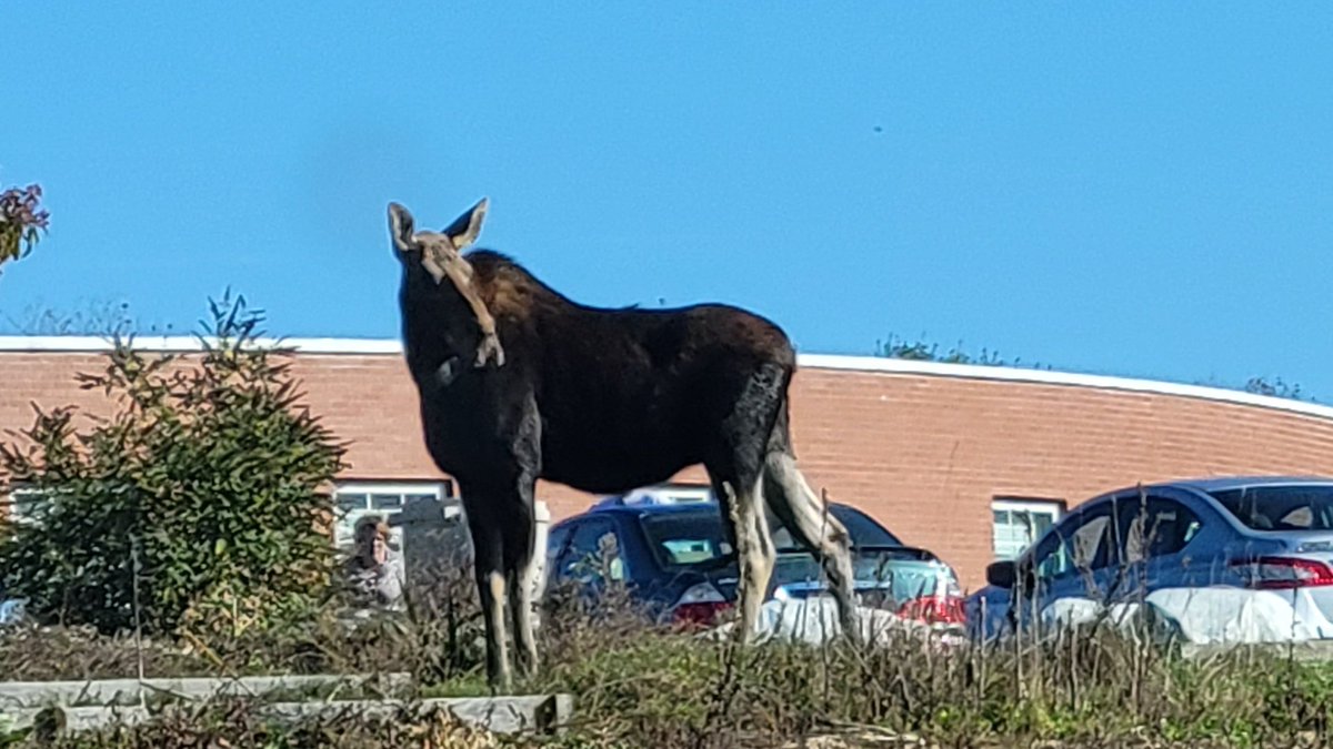 CHCSprincipal's tweet photo. The garden behind CHCS had a visitor today! Headed into the woods after checking out the garden. https://t.co/qvEyIiTDl5