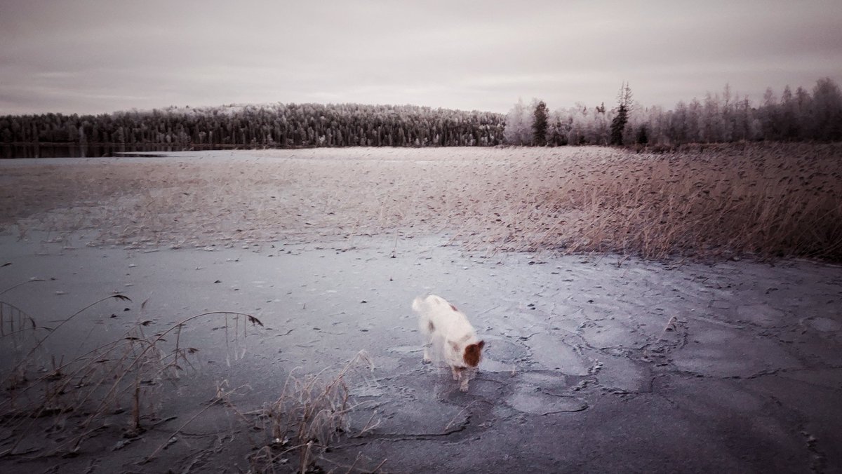 enska64's tweet photo. Walking The Dog... säätila kääntyy talveen. #syksy #jäät #järvijäätyy #koiranelämää #kuusamo #suininki https://t.co/JXYsuuIhVF