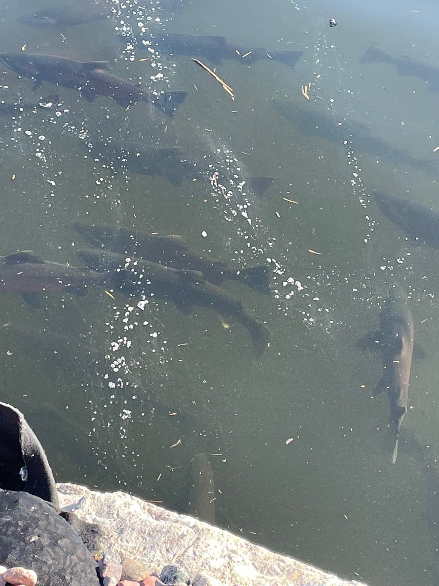 UWM School of Freshwater Sciences tweet media