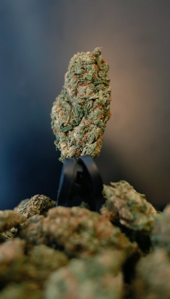 weedincancun's tweet photo. Cancun weed https://t.co/L0DBokR2Nx