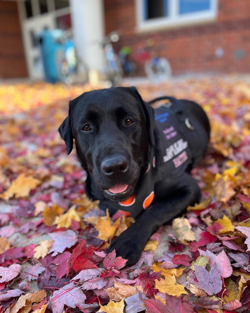 SLCSdogs's tweet photo. Happy Halloween from our amazing pups 🍫🧡 https://t.co/3zyY6kOQTy