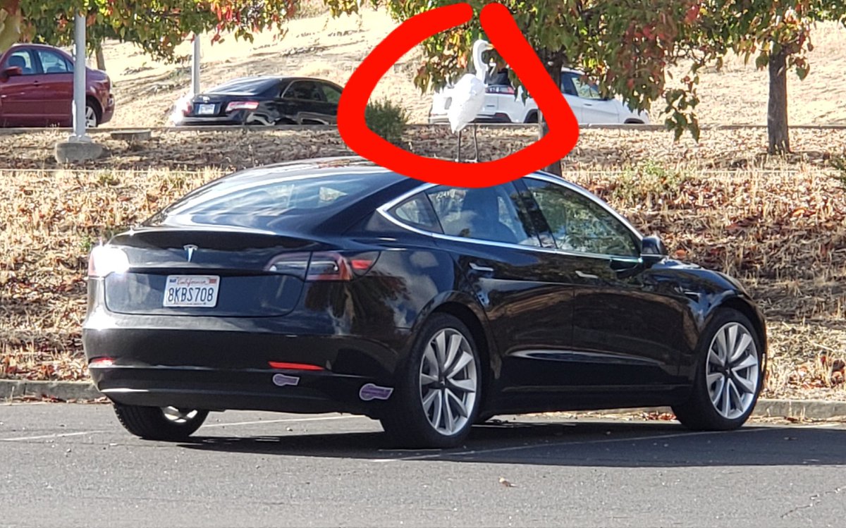 tposz's tweet photo. The birds have chosen! #pluginamerica @TeslaOwnersEBay https://t.co/Hif6kmChoj