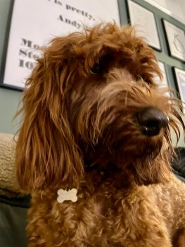 millypod1's tweet photo. 🆘1 NOV 2022 #Lost ALBIE #ScanMe #Tagged 
Red/Apricot Labradoodle Male
Ockham Common #Surrey #KT11
He was last seen on a group dog walk at Ockham Common, Surrey (around 5pm on Tuesday 1st Nov) when he bolted off into the woods
☎️07462606775/ 07825 558262
https://t.co/7P0qtRroK5 https://t.co/0c5JwOG8ut