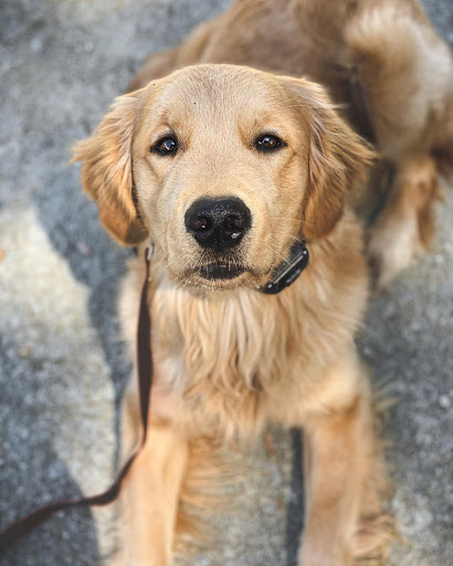 QUALITY ABOVE QUANTITY.
Legitimate service dogs take several months to train. A veteran depends on their k9 for life saving tasks and life improving services. From K9 selection to training to integration, quality is paramount throughout our program.
#servicedogs #veterans
